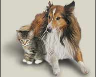 Pet Insurance